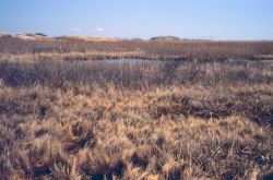 Looking upstream at the restricted side of the Phragmites dominated marsh. Image