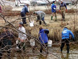 Volunteers work to restore smelt spawning habitat. Image