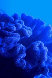 Feeding polyps on massive coral head (Pocillopora meandrina) - polyps are filter-feeders. Image