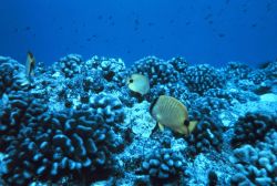 Chaetodon miliaris - butterfly fish over healthy Porites lobata coral reef. Photo