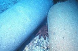 Crown of thorns starfish, Acanthaster planci, feeding on live coral adjacent to artificial reef. Image