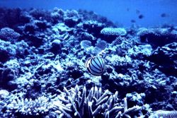 Chaetodon ornatissimus, butterfly fish, on natural reef area . Image