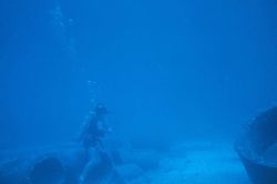 Underwater tape recorders were used to record the number and size of each fish species on a set transect Image