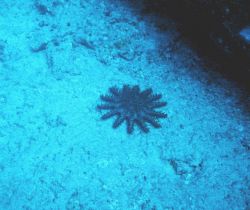 A small acanthaster - this type of starfish eats coral polyps Image