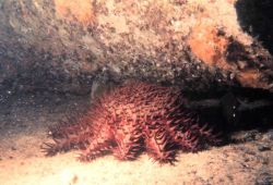 A small acanthaster - this type of starfish eats coral polyps Image