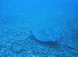 Large southern stingray off of Fort Lauderdale, Florida. Photo