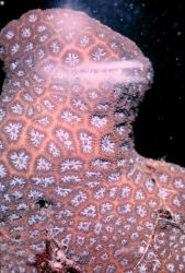 Live colony of coral with large polyps. Image