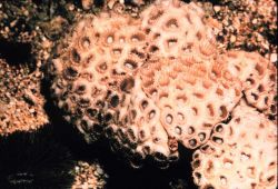 Live coral colony. Image