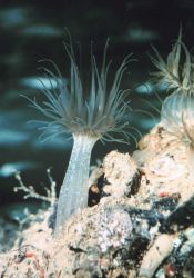 Anemones Image