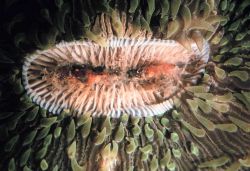 Sea anemone Image