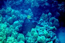 Long-nosed butterflyfish Photo