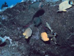 Variety of reef fish including bluestriped butterflyfish in upper right. Image