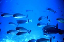 Surgeonfish Image