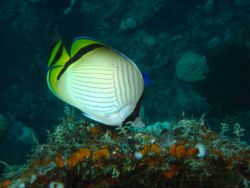 Vagabond butterfly fish (Chaetodon vagabundus). Image