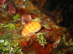 Cowrie. Image