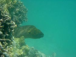 Large moray eel (Gymnothorax sp.). Photo