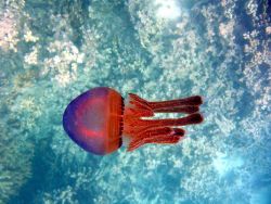 A red jellyfish. Image