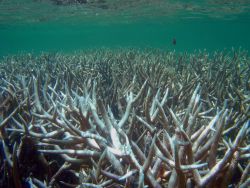 Acropora sp., staghorn coral. Image