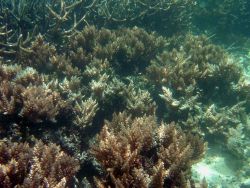 Acropora sp. Image