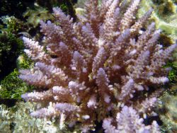 Acropora sp. Image