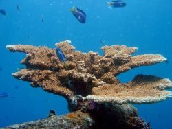 Acropora sp. Image