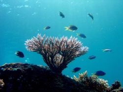 Acropora sp Image