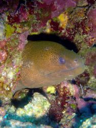 Yellowmargin moray eel (Gymnothorax flavimarginatus) Photo