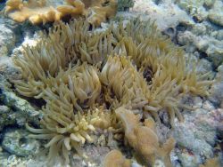 A large anemone Image