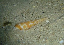 An augur shell. Image