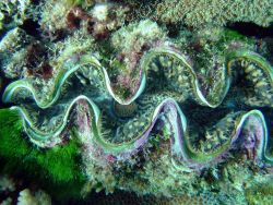 Giant clam (Tridacna sp.) Image