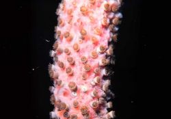 Coral polyps Image