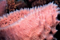 A pink vase sponge Image