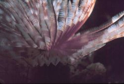 A feather duster worm Image