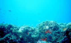 A reef scene Image