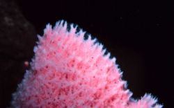 A pink sponge Image