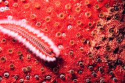 Orange fireworm (Eurythoe complanata) Image