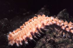 Orange fireworm (Eurythoe complanata) Image