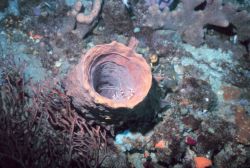 A barrel sponge with banded coral shrimp (Stenopus hispidus) Image