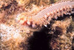 Orange fireworm (Eurythoe complanata) Image