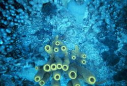Yellow tube sponge (Aplysina fistularis) Image