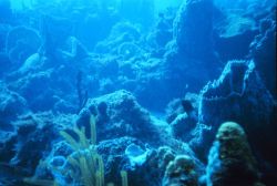 A reef scene in the Caribbean. Image