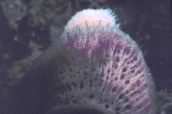 A sponge Image
