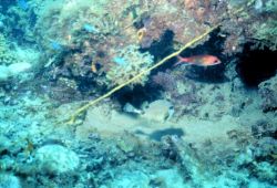 A reef scene Image