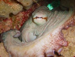 Eye of common octopus. Image