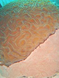 Encrusting sponge on brain coral (Diploria sp.). Image