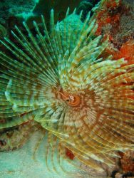 Feather duster worm with encrusting sponge. Image