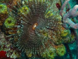 Feather duster worm Image