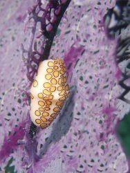 Flamingo tongue cowrie (Cyphoma gibbosum) on purple sea fan. Image