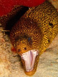 Golden moray smiling for the camera. Image