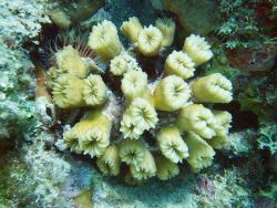 A hidden cup coral and a file clam. Image